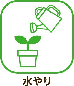 水やり